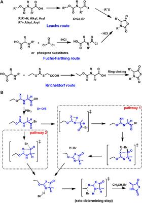 Density Functional Theory Studies on the Synthesis of Poly(α-Amino Acid)s Via the Amine-Mediated Ring Opening Polymerizations of N-Carboxyanhydrides and N-Thiocarboxyanhydrides